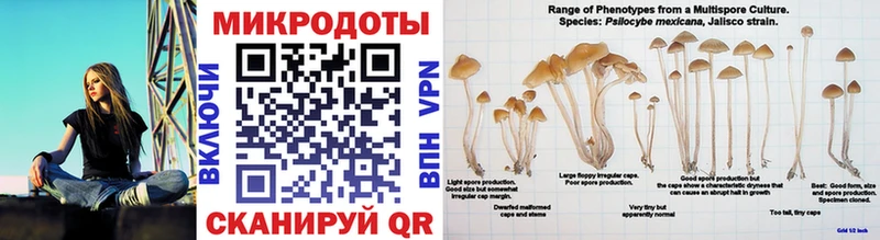 OMG ССЫЛКА Талица Псилоцибиновые грибы Cubensis